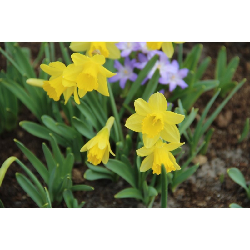 Narcissus ´Little Gem´