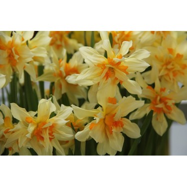 Narcissus 'Richard Bennet'