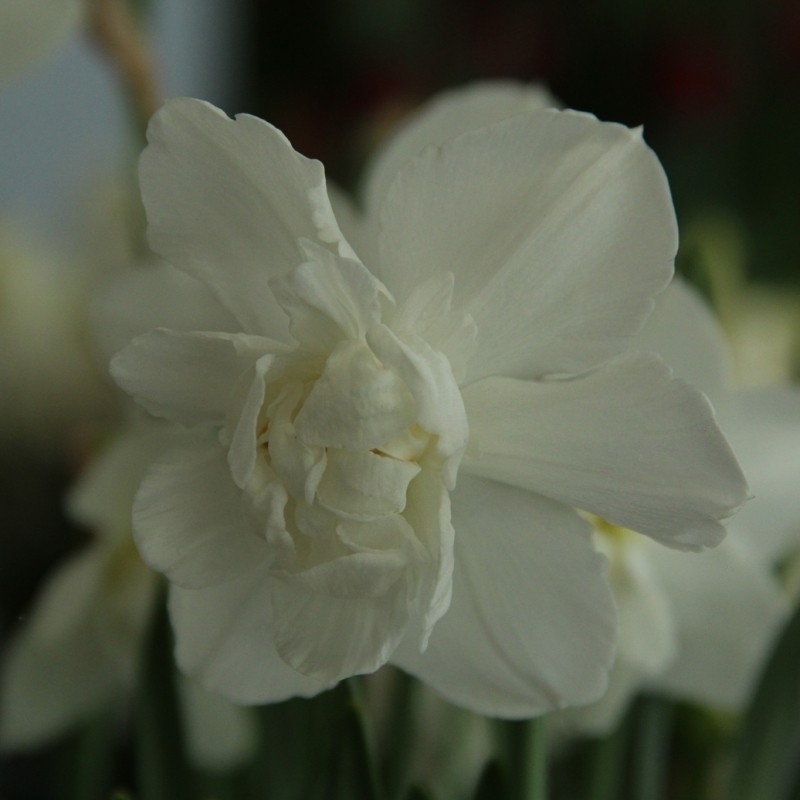 Narcissus 'Snowball'