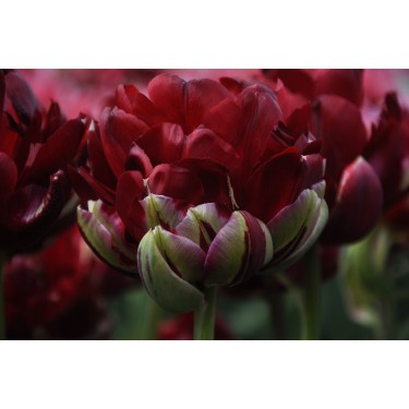 Tulipa 'Uncle Tom'