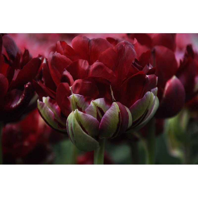 Tulipa 'Uncle Tom'