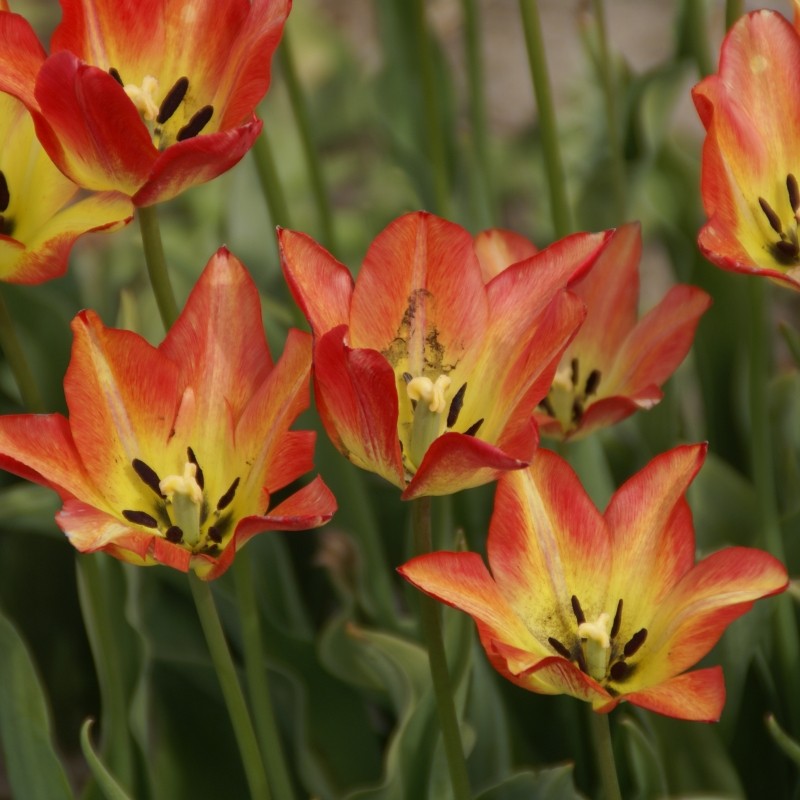 Tulipa grengiolensis 