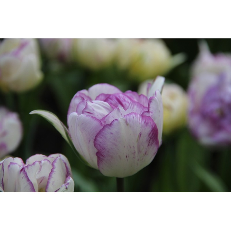 Tulipa 'Shirley Double'