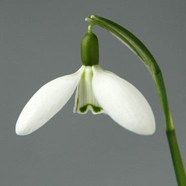 Galanthus 'Long Drop'
