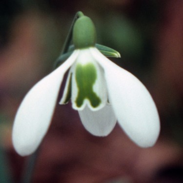 Galanthus 'Lord Lieutenant'