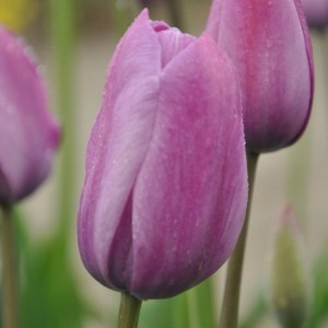 Tulipa 'George Grappe'