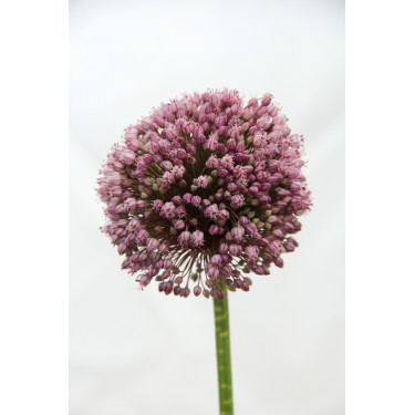 Allium ampeloprasum 'Pink Lady'