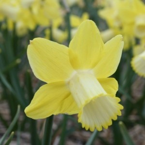 Narcissus 'Inca'