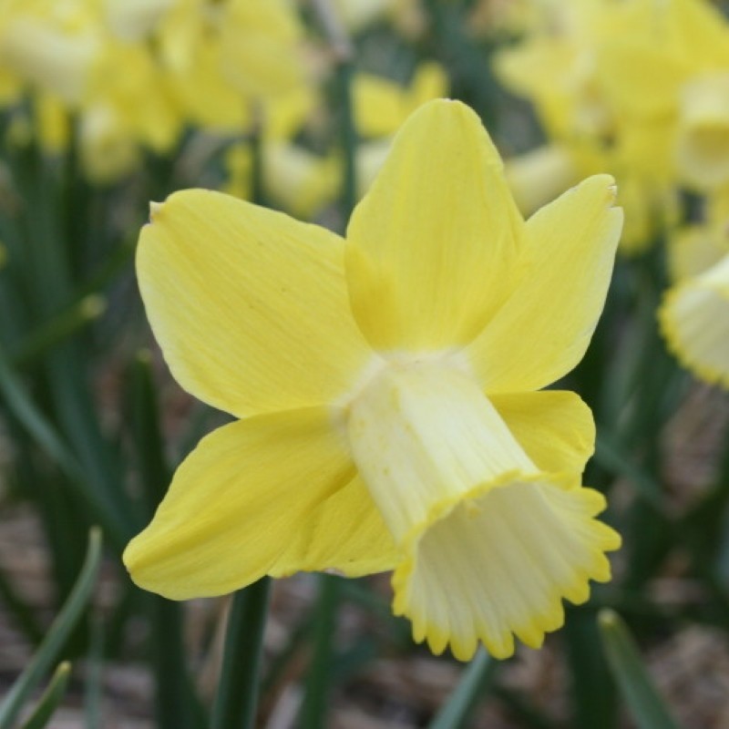 Narcissus 'Inca'