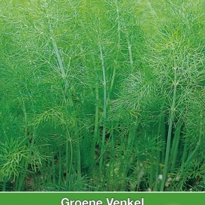 Groene Venkel / Foeniculum