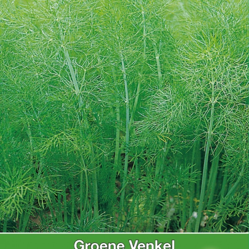 Groene Venkel / Foeniculum