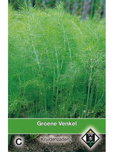 Groene Venkel / Foeniculum