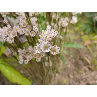 Allium callimischon subsp. callimischon