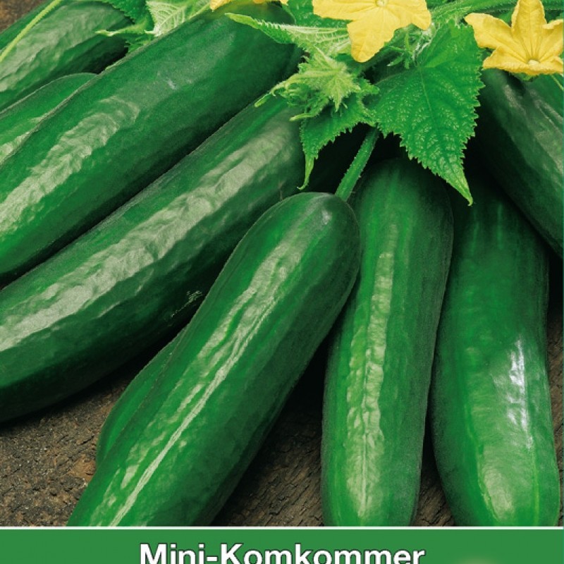 Mini Komkommer 'Diva'