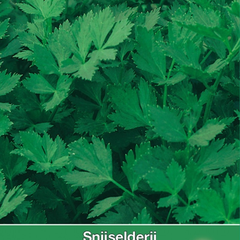 Selderij / Apium Gewone Snij