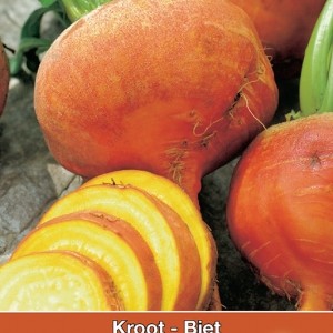 Biet - Kroot, Beta vulgaris 'Burpees Golden'