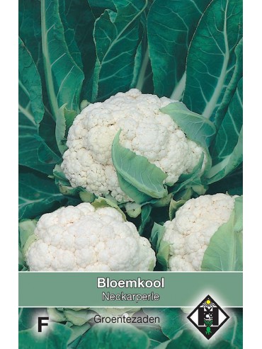 Bloemkool, Brassica oleracea botrytis 'Neckarperle'