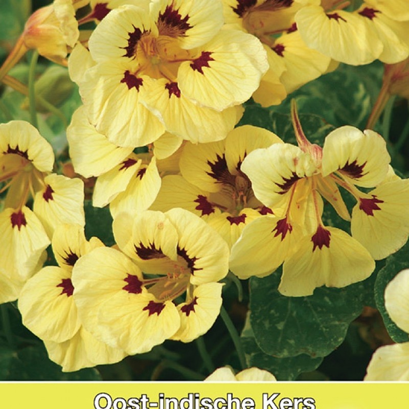 Tropaeolum majus nanum 'Cream Troika'