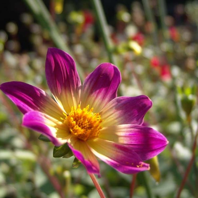 Dahlia 'Bright Eyes'