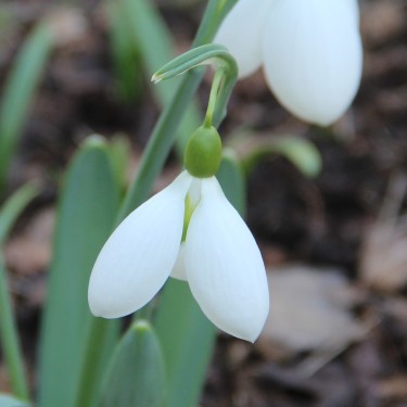 Galanthus 'Fieldgate Superb'