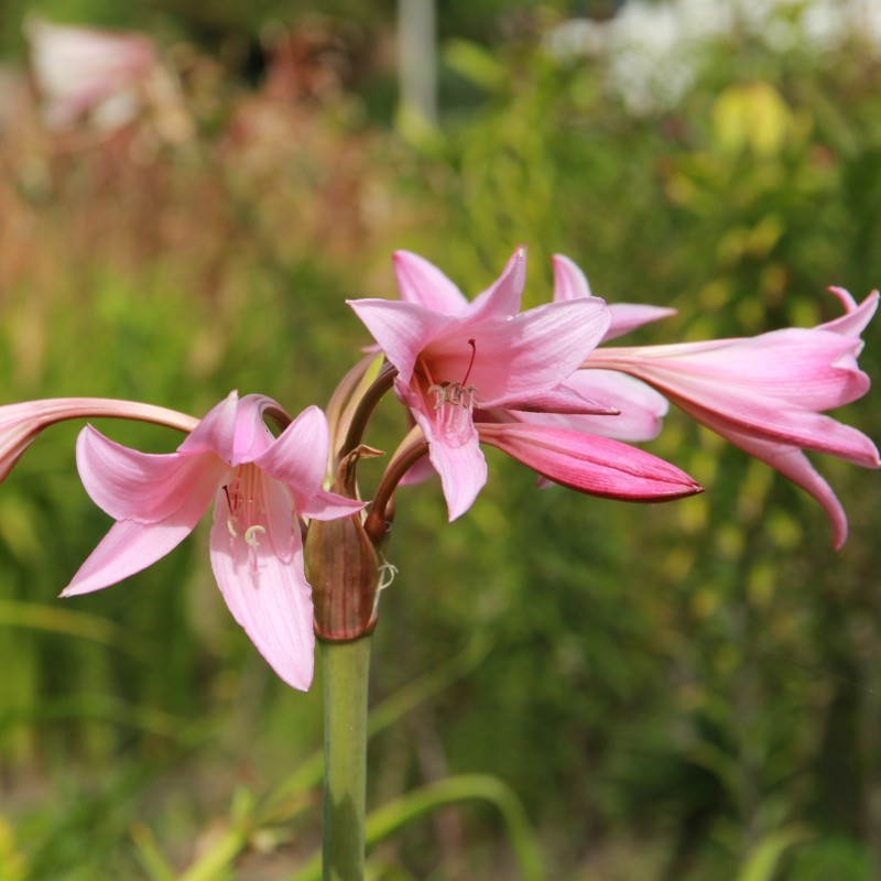 Crinum x powellii