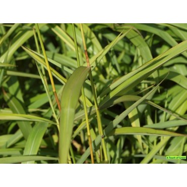 Spodiopogon sibiricus