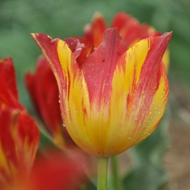 Tulipa 'Gouden Standaard'