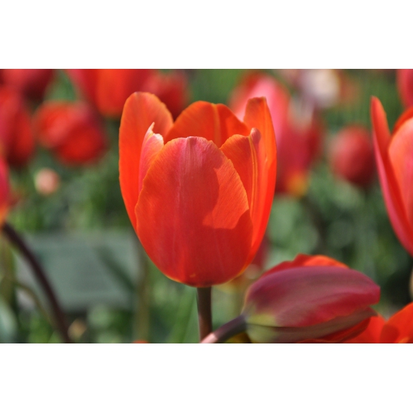 Tulipa 'Orange King'