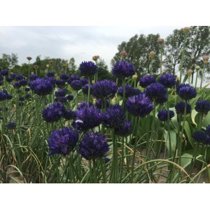 Allium caesium ‘Aravan’
