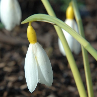 Galanthus 'Bill Clark' (Gold Group)