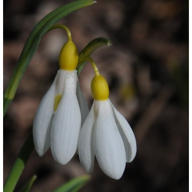 Galanthus 'Madelaine'