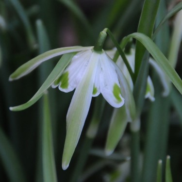 Galanthus 'Walrus'