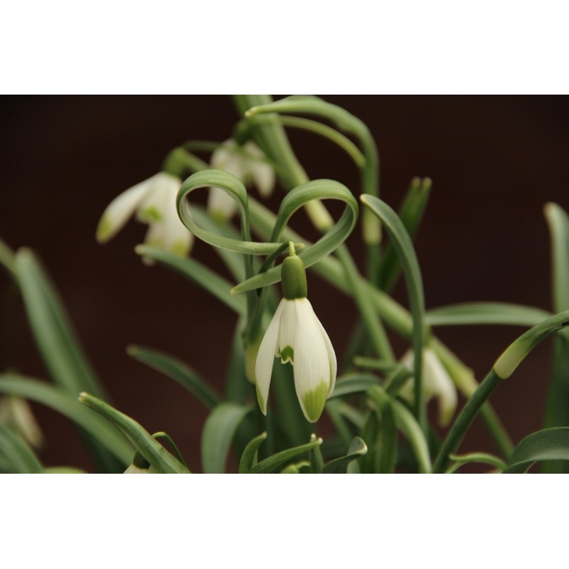 Galanthus 'Warei' (Green Group)