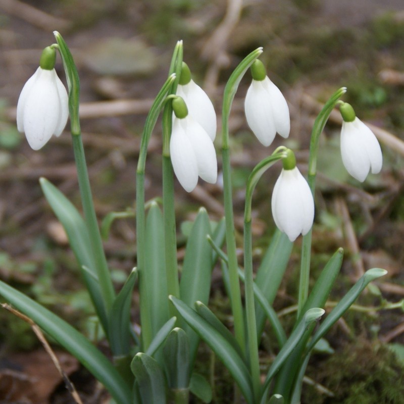 Galanthus 'White Dream'