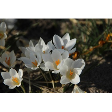 Crocus biflorus ‘Miss Vain’