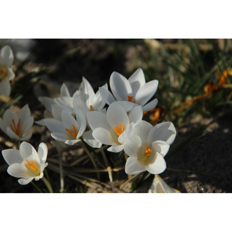 Crocus biflorus ‘Miss Vain’