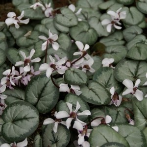 Cyclamen coum subsp. coum -wit met zilver blad-