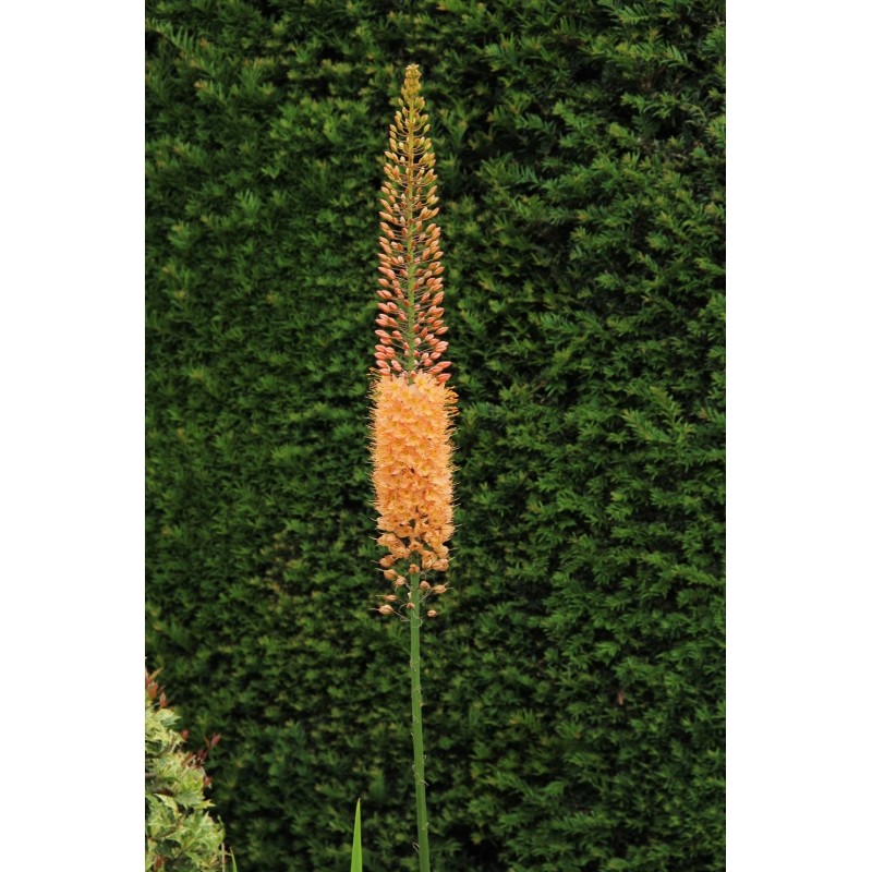 Eremurus 'Cleopatra'