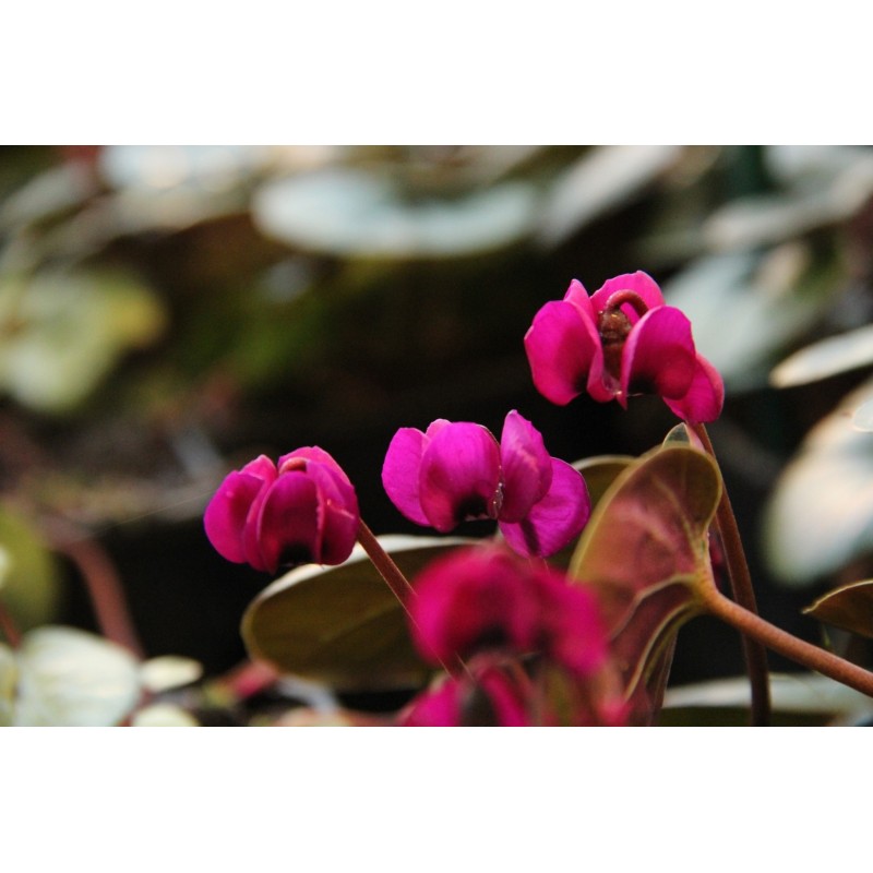 Cyclamen coum subsp. coum ‘Meaden’s Crimson’ Cyclamen coum subsp. coum ‘Meaden’s Crimson’