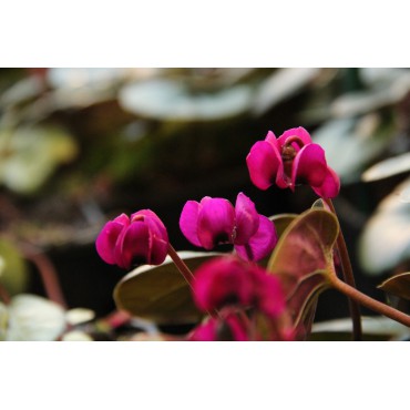 Cyclamen coum subsp. coum ‘Meaden’s Crimson’