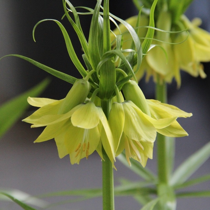 Fritillaria imperialis ‘Early Passion’