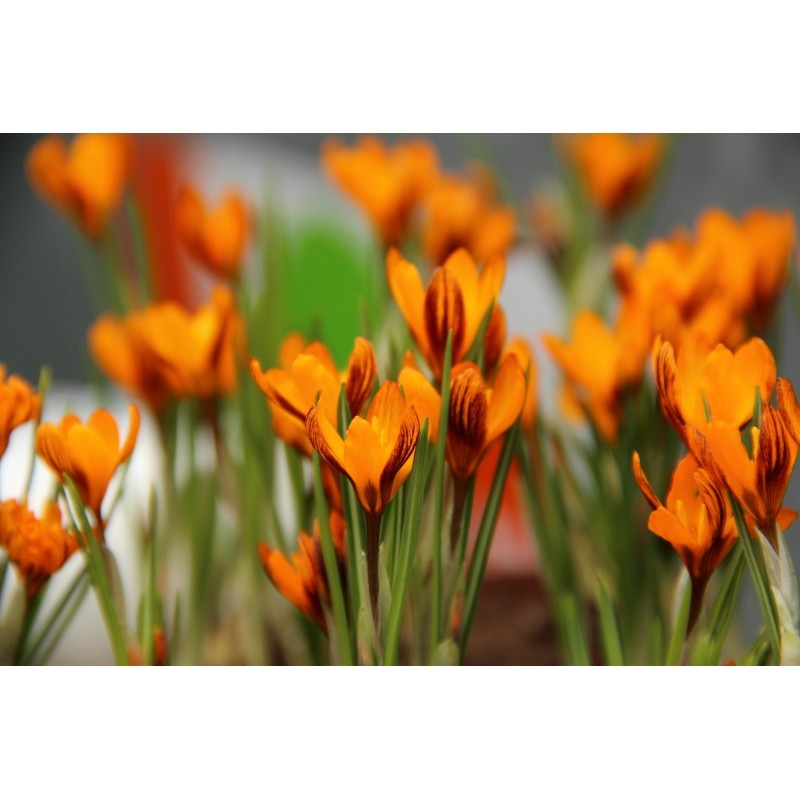 Crocus olivieri subsp. balansae ‘Orange Monarch’