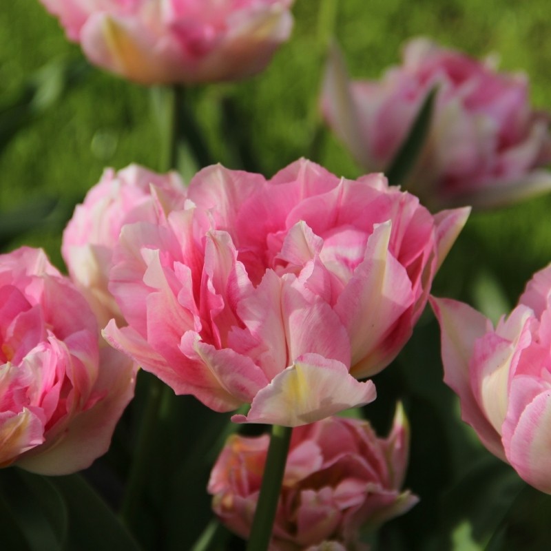 Tulipa 'Tailleux'