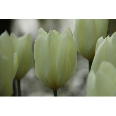Tulipa 'Purissima'