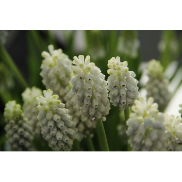 Muscari armeniacum 'Esther'