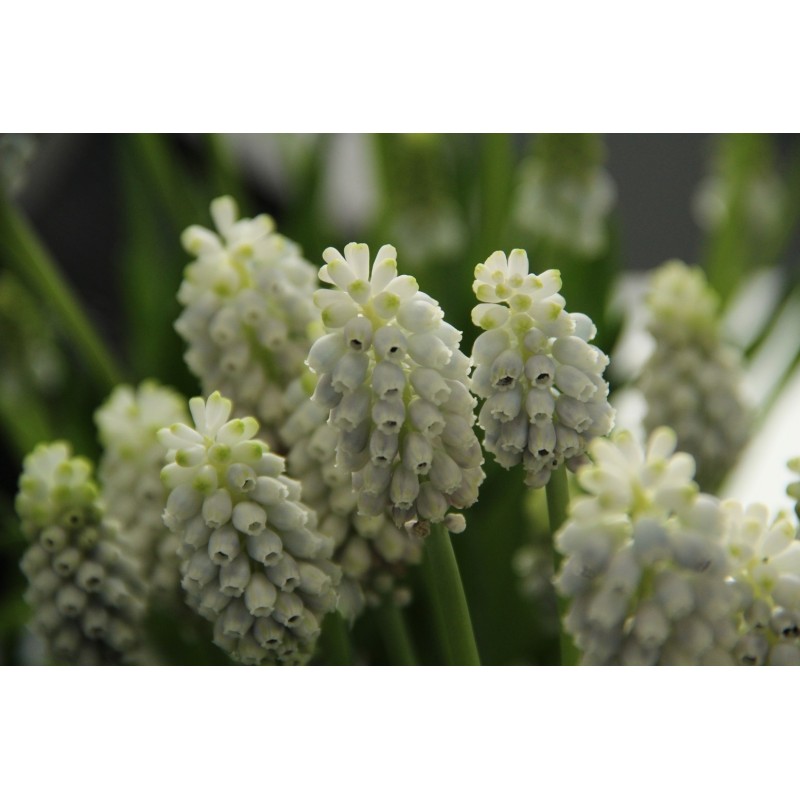 Muscari armeniacum 'Esther'