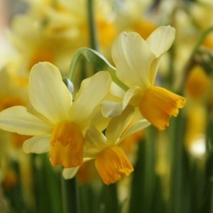 Narcissus 'Eaton Song'