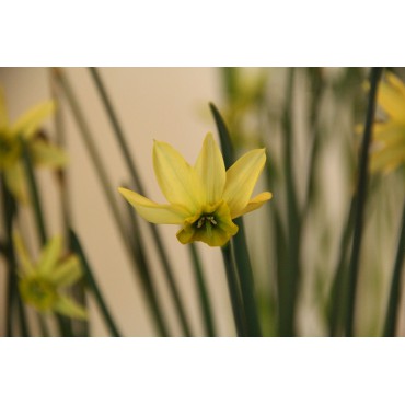 Narcissus viridiflora III