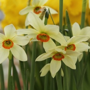 Narcissus viridiflora IV 