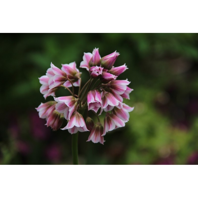 Nectaroscordum tripedale